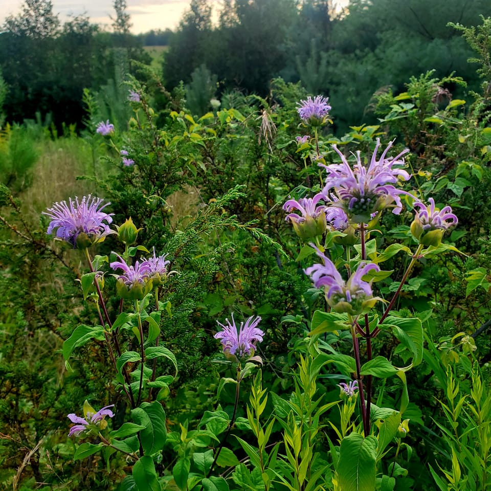 Along the Hedge - Homestead & Apothecary